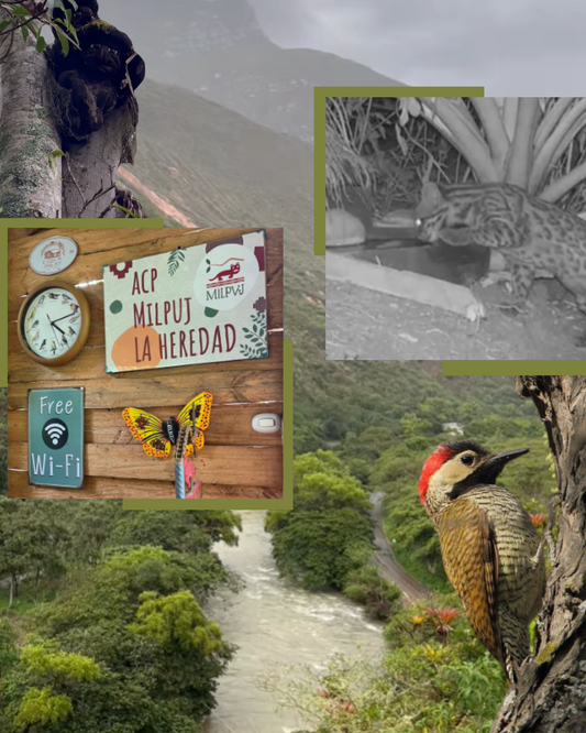 Área de Conservación Milpuj - Regeneración en Acción