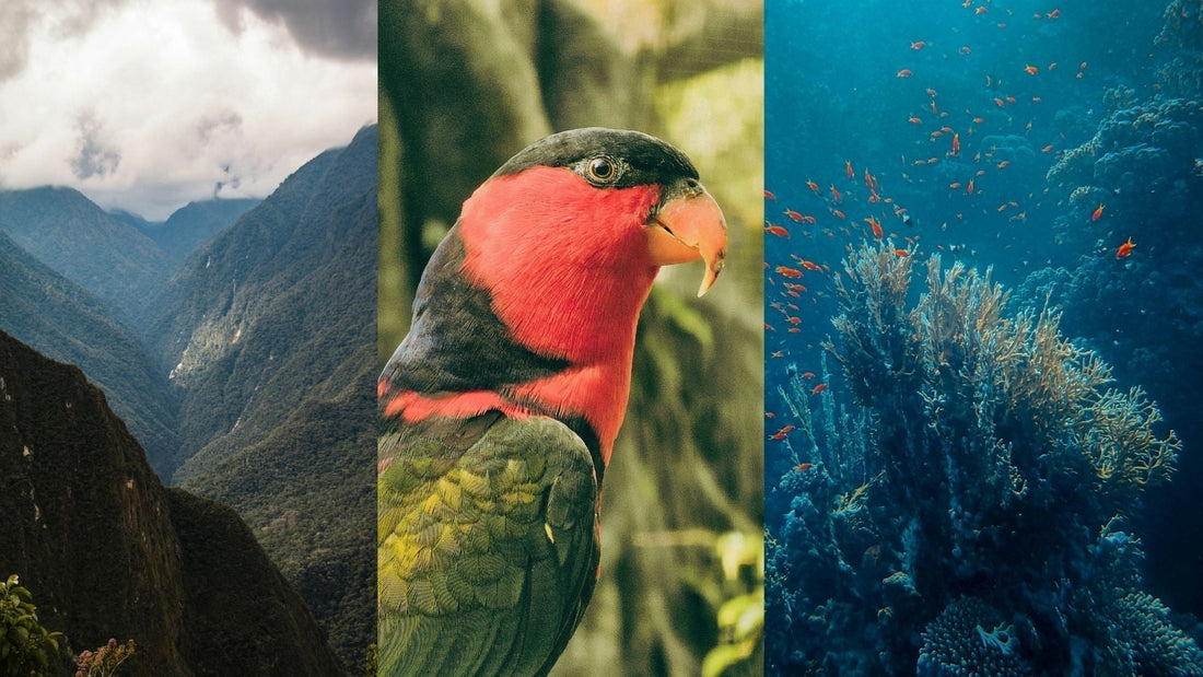 La biodiversidad nos convoca: cómo las empresas pueden liderar la conservación en Perú