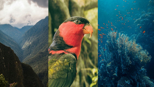 La biodiversidad nos convoca: cómo las empresas pueden liderar la conservación en Perú